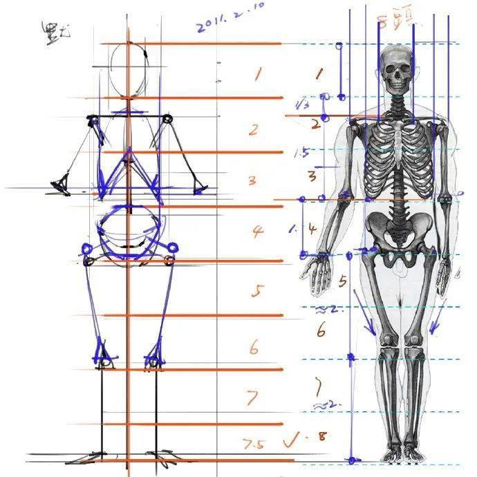 手绘基础教程丨一组非常实用的人体结构头身比对照图