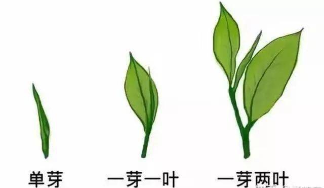 用图片让你记住茶叶的鳞片,鱼叶,芽,叶,真叶,一芽一叶,一芽两叶,成叶