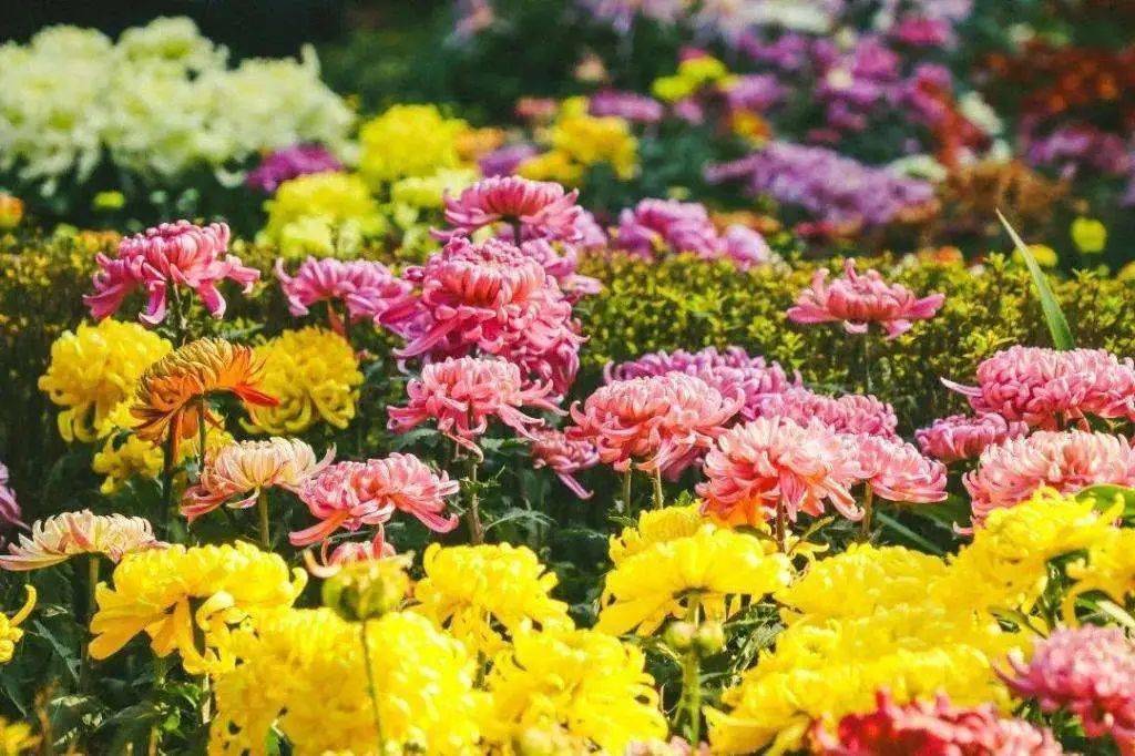 自由自在的花 be67761ecb034a75b3ffecf7862d6c47.jpeg