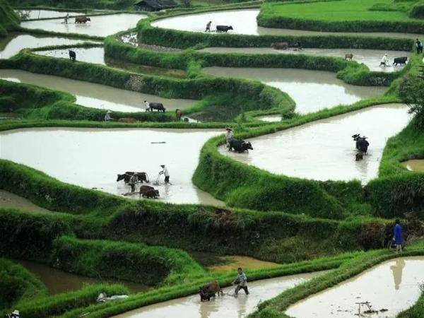 赏析|为什么要爱惜粮食？在古诗中一起读懂勤俭美德