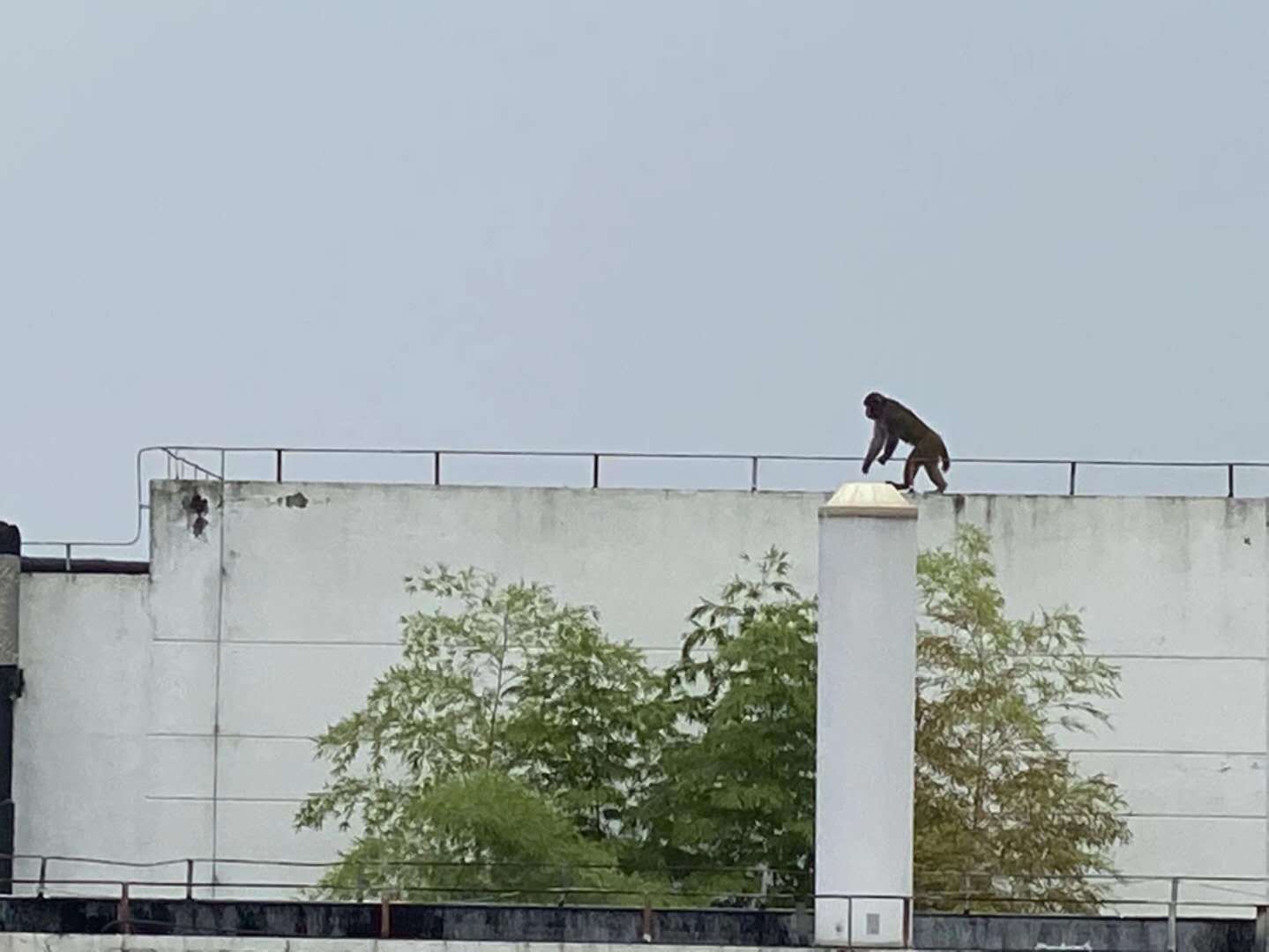 校园|苏州一大学内山猴“不请自来”，学校：勿轻易投喂