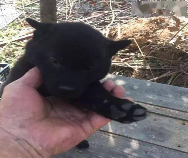 难得一见的广西纯土猎,中华土狗的骄傲!_猎犬