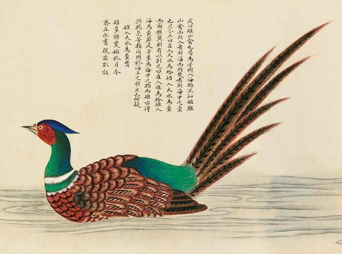 聂璜|揭秘清代奇书《海错图》：传说中的人鱼到底长啥样？