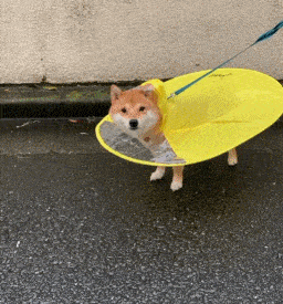 当小柴犬穿上新雨衣,这小碎步也太可爱了