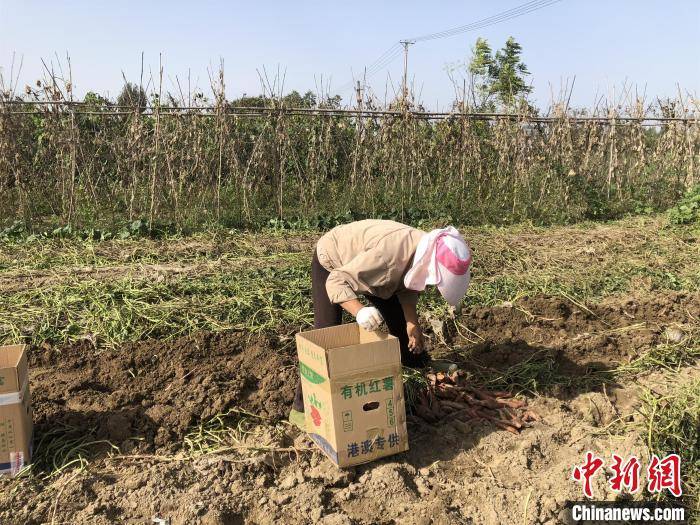 梁婷|湖北老河口蔬菜走上香港市民餐桌
