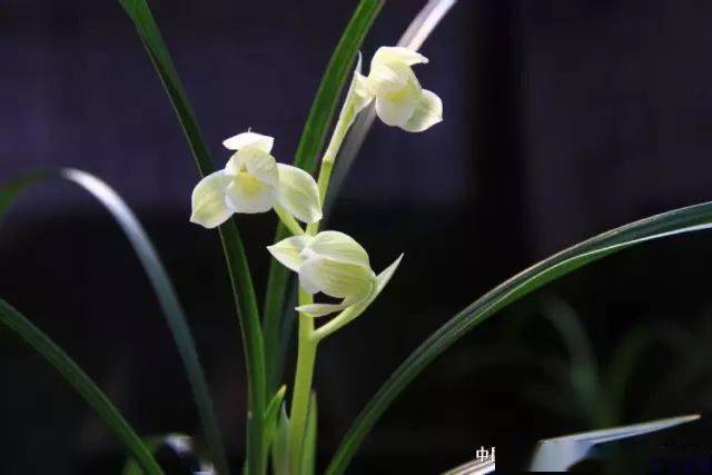 赏花闻香2017如意素荷