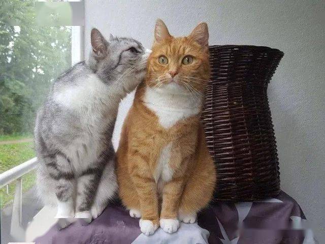 为让猫咪能怀孕,将两只猫关在一起,隔天去看:你这样是
