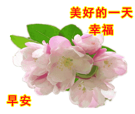 慰问亲朋好友大家早上好新版特漂亮的动态祝福图片清晨阳光问候祝福