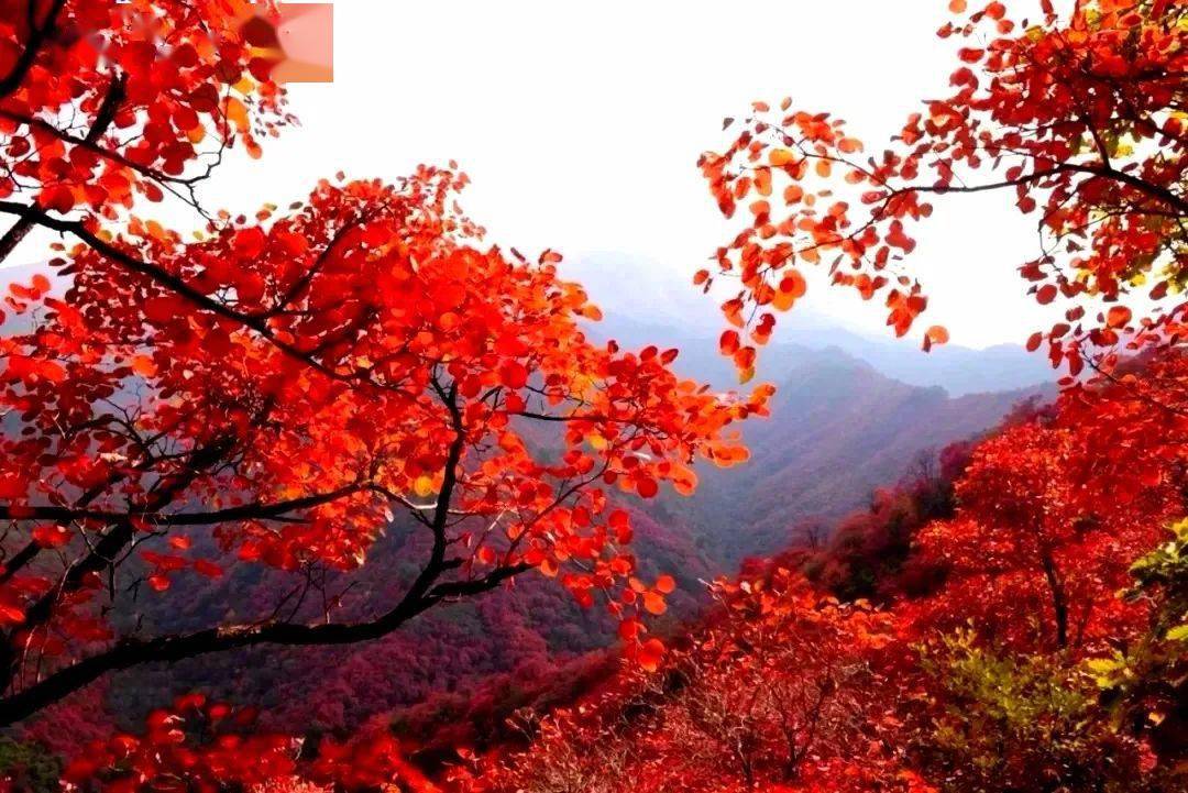 太行红叶红了!"枫"景美到窒息!_风景区