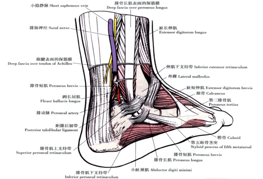 踝关节深层软组织结构