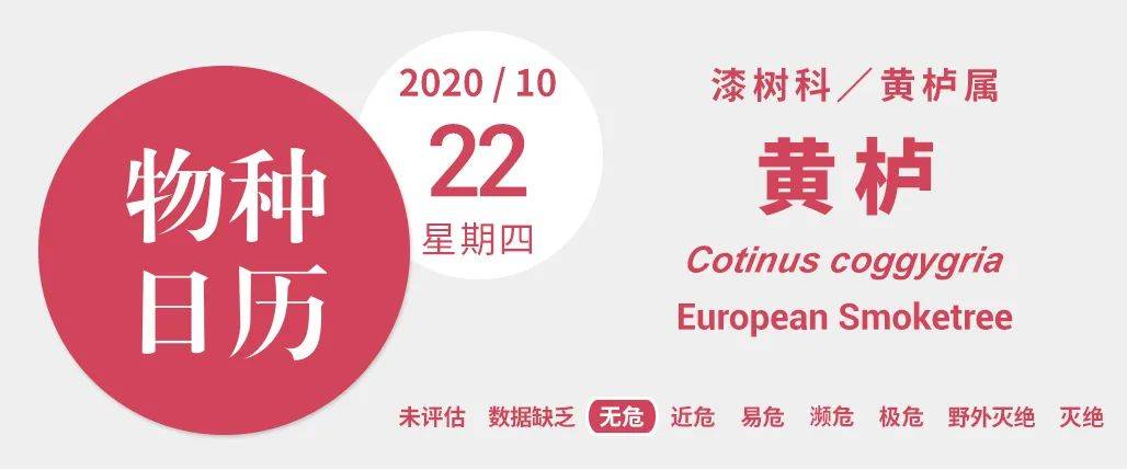 黄栌|龙袍之所以是黄的,主要还是因为皇帝太任性