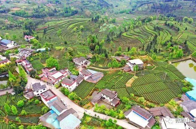 自贡市荣县铁厂镇黑观音村 广元市苍溪县云峰镇狮岭村 遂宁市安居区