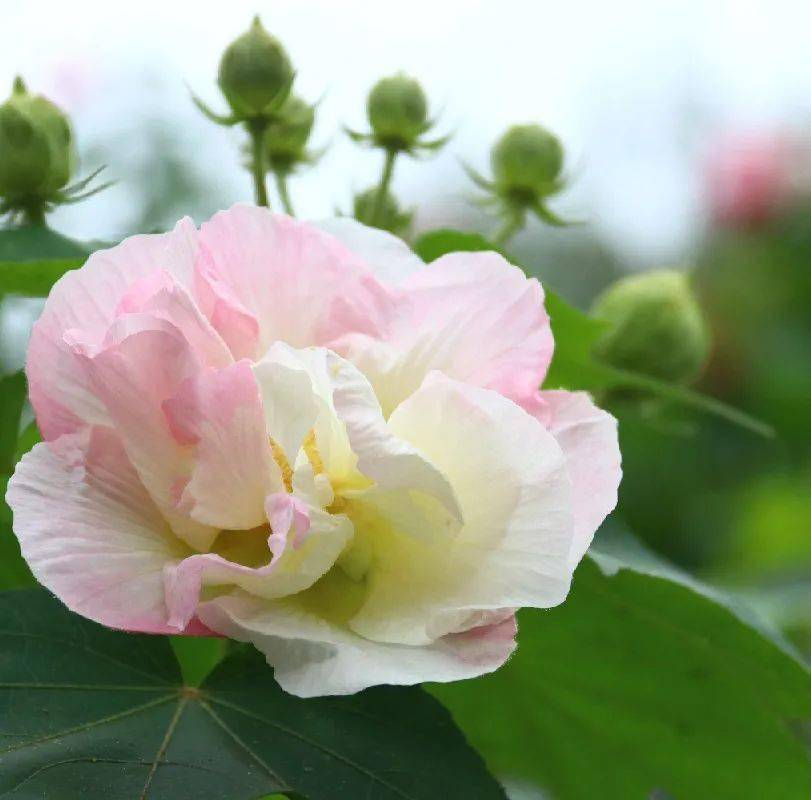 映像青白江芙蓉花一开好运自然来