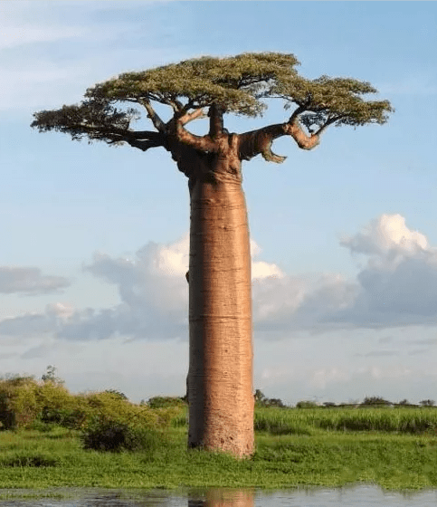 世界上最千奇百怪的树,最后一棵惊艳了千年!