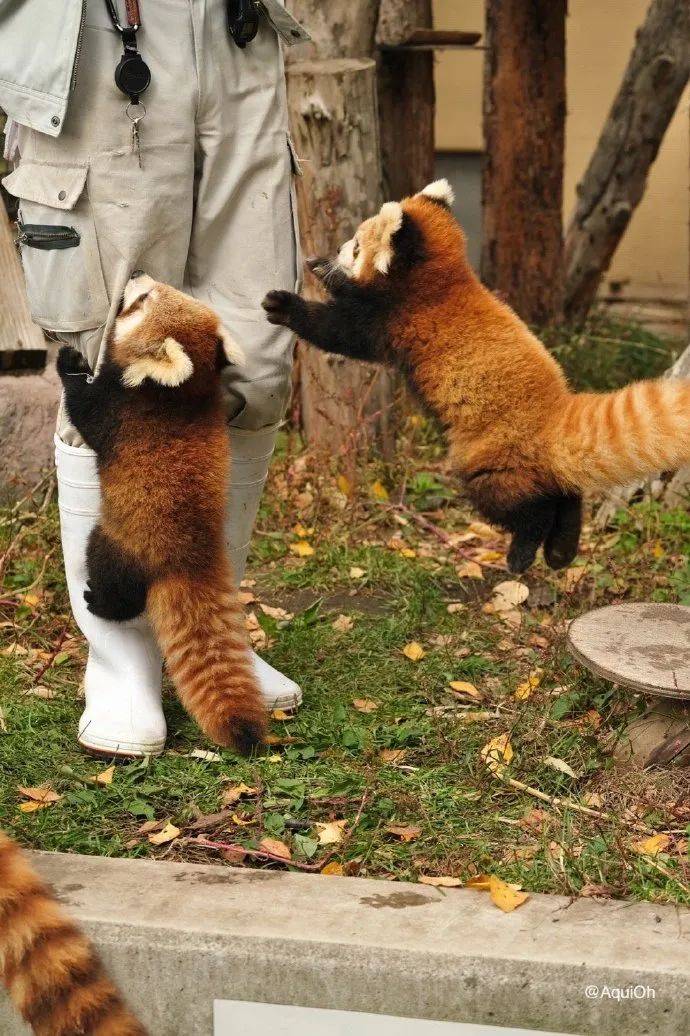 怎么画小熊猫的方法 a06bc96ecba349deb103a659c549d002.jpeg