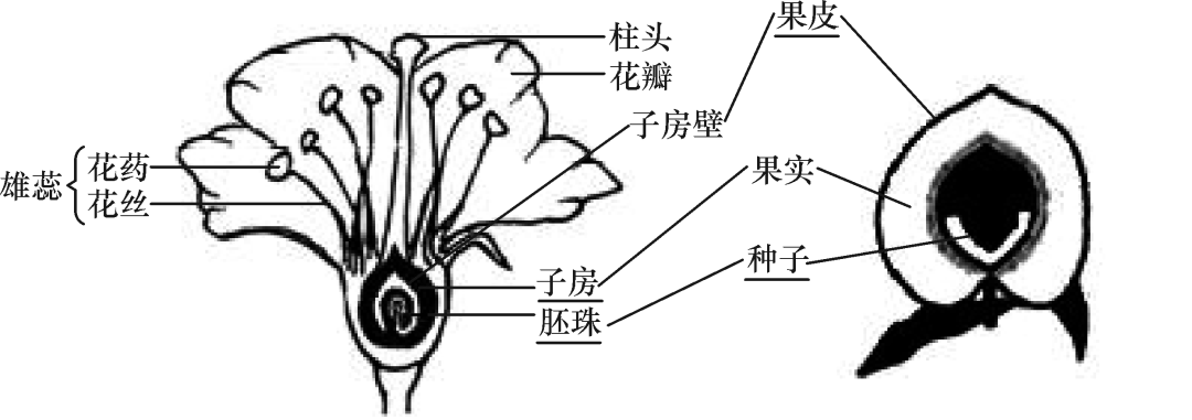 初中生物:考前必看的初中生物结构图