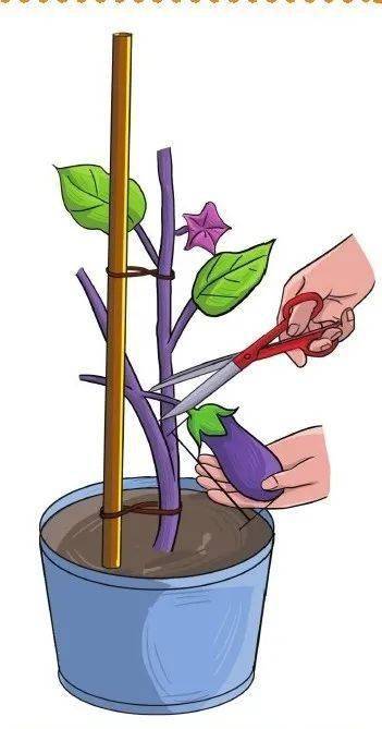 当收获茄子后,剪掉部分茄子的旧枝,新枝就会继续长出来!_手机搜狐网
