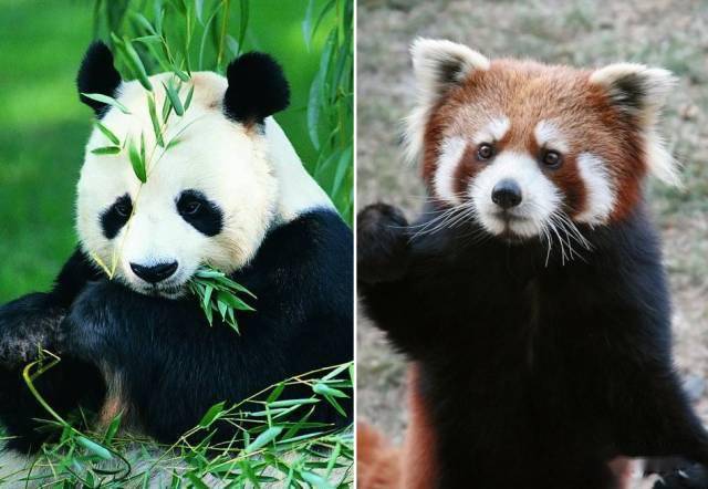 小熊猫和大熊猫的遗传基因显示了趋同演化