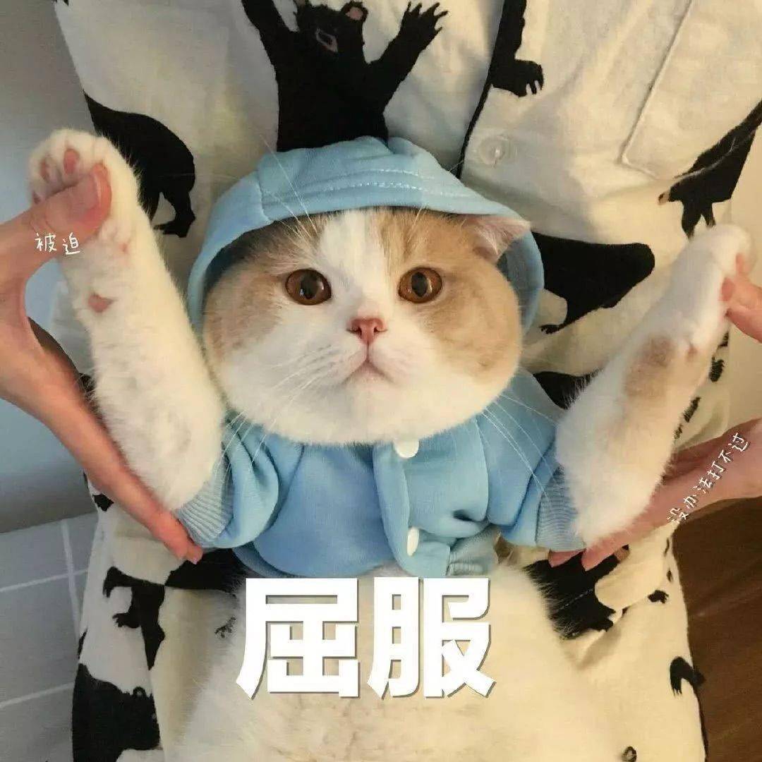 猫咪表情包接下来你是不是要凶我了