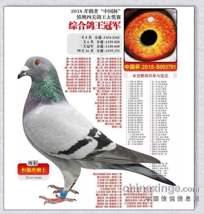 中国最贵的一只鸽子价值2200万!