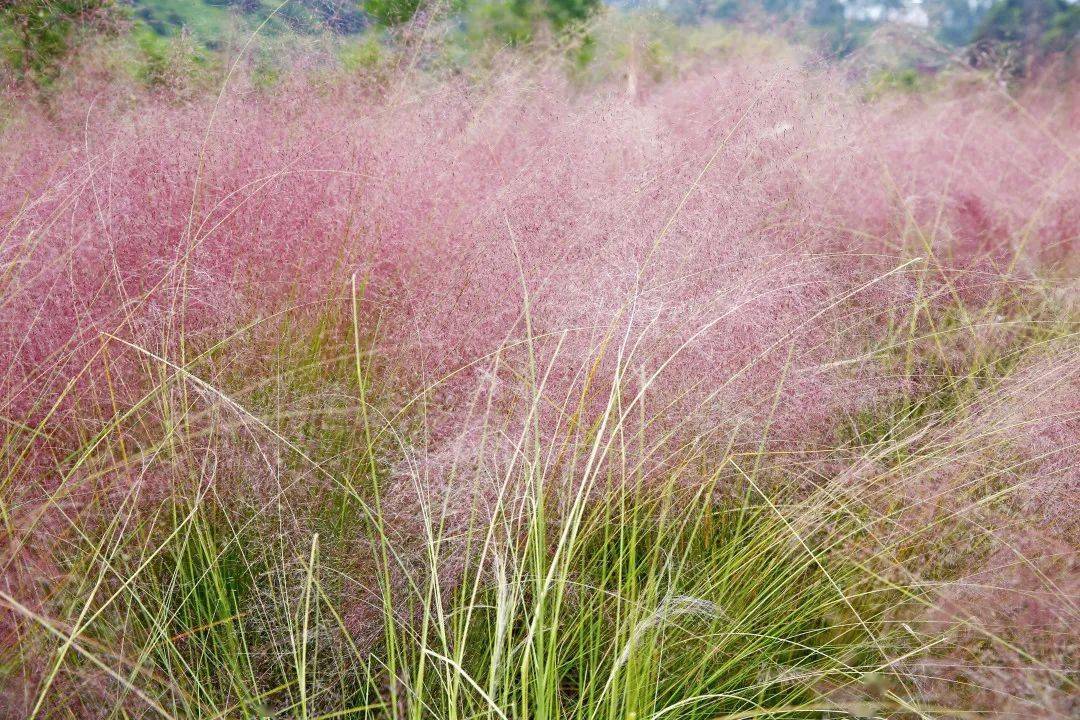 邀请卡 | 粉黛花海如梦似幻,快来打卡秋日的浪漫童话