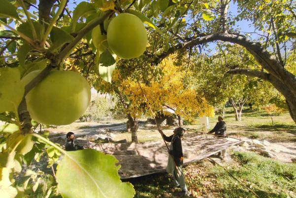 吉尔吉特|巴基斯坦：苹果收获