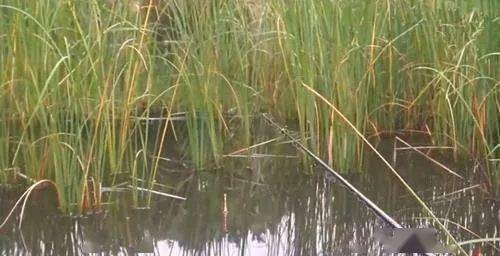 水域|深秋钓大鲫鱼很容易！学会这5招