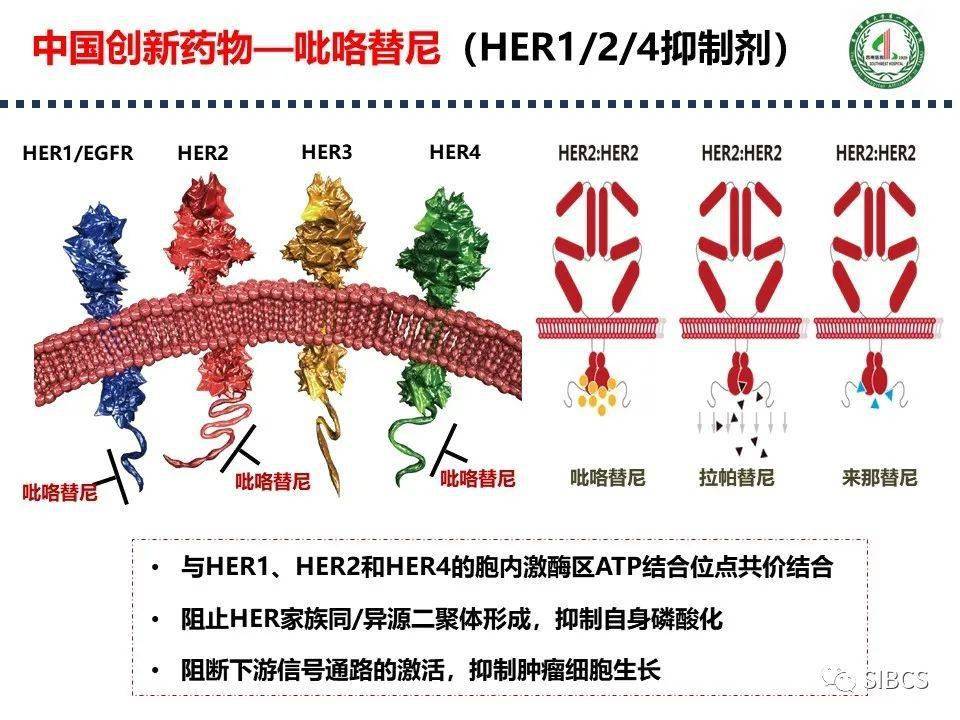 吡咯替尼曲妥珠单抗术前治疗乳腺癌