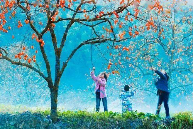 霜降柿子熟了祝您柿柿如意
