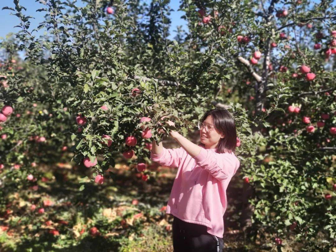 延庆屈家窑村的苹果熟了快来尝尝