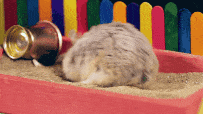 看完落泪了,活得不如小仓鼠!