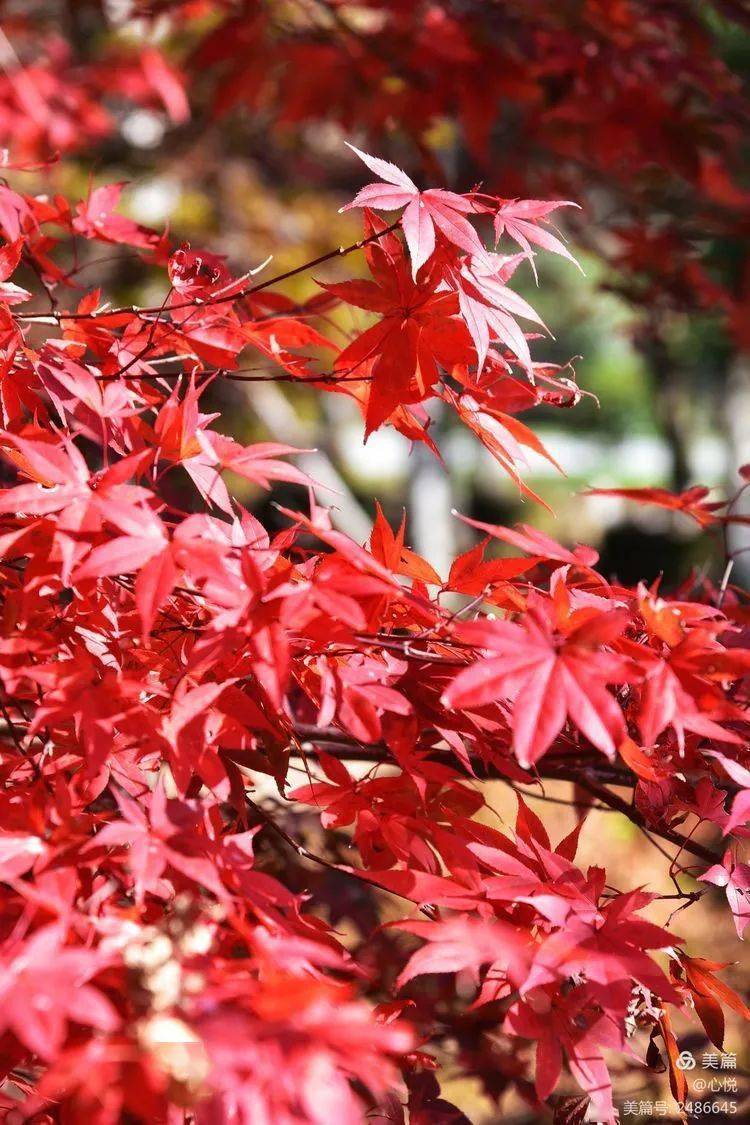 秋风弹起枫叶哗哗啦啦的天歌 多么动听 我站在这高高的树下 摘取一片