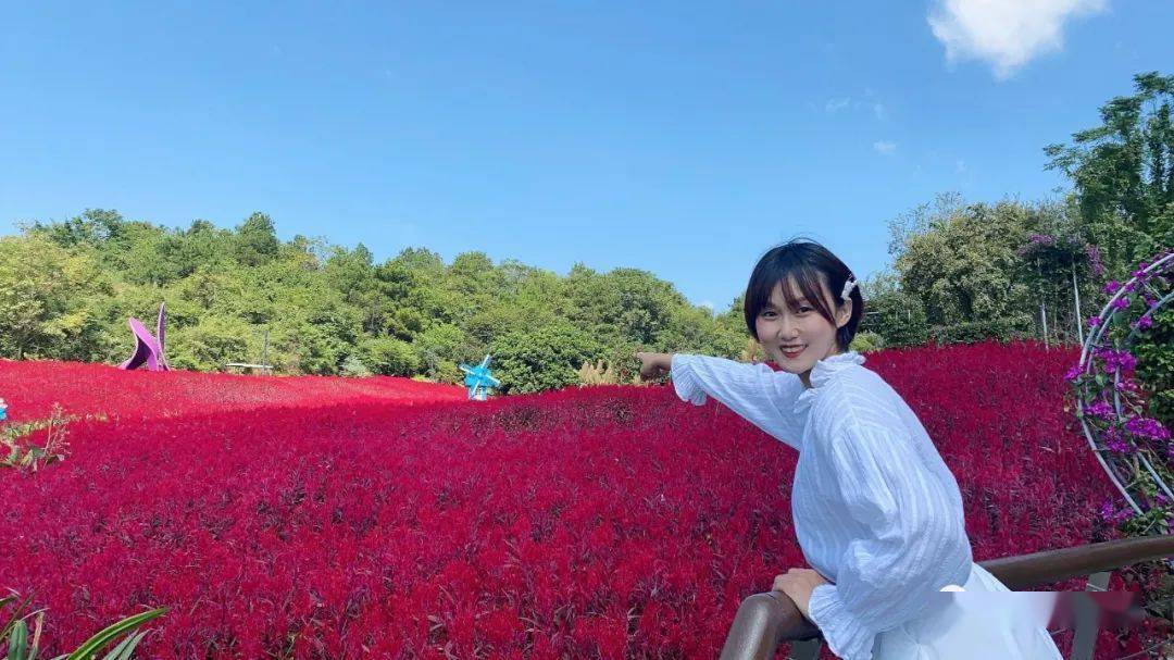 一站打卡三大网红花海?来南宁园博园就对了
