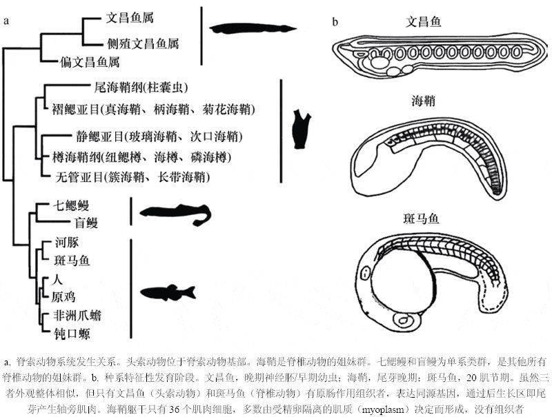 脊椎动物祖先的"活化石 文昌鱼_手机搜狐网