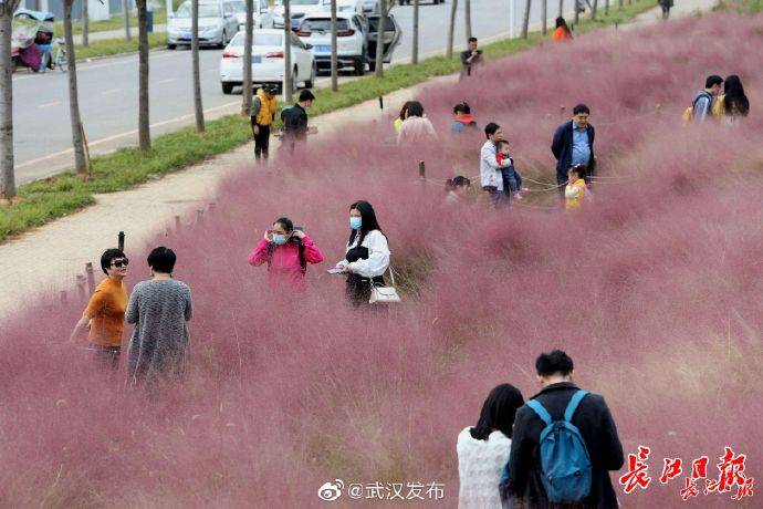 梦幻粉黛乱子吸引众多市民前来打卡_野芷