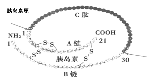 真相|《沉默的真相》又现胰岛素杀人，注射过量导致低血糖，从发作到死亡只要几小时！