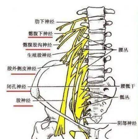 膝关节位置的疼痛,第二大凶手,就是这根神经_闭孔