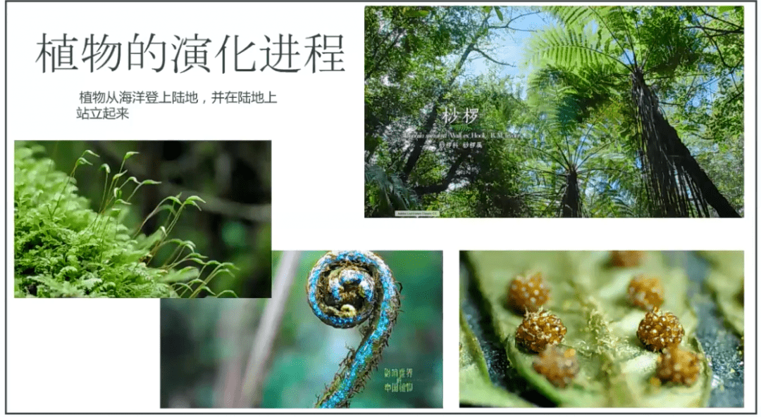 中国电视艺术家协会电视行业委员会副主任李成才:植物