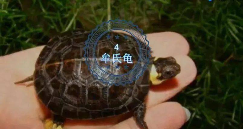 乌龟排名_乌龟卡通图片(3)