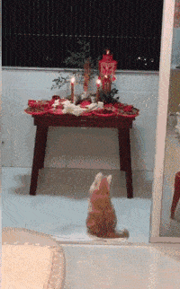 一只佛系橘猫被寺庙收留后,每天吃斋念佛,还不杀生?