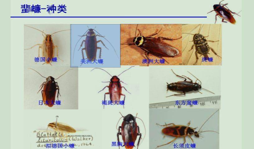 健康科普知识认识卫生害虫蟑螂