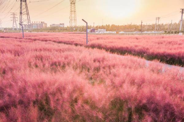 美丽又浪漫，北京多处粉色网红草海，快来打卡！_乱子