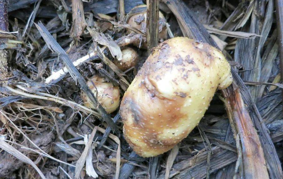 患晚疫病后的马铃薯最后茎,叶,块茎腐烂坏死. 现场反馈