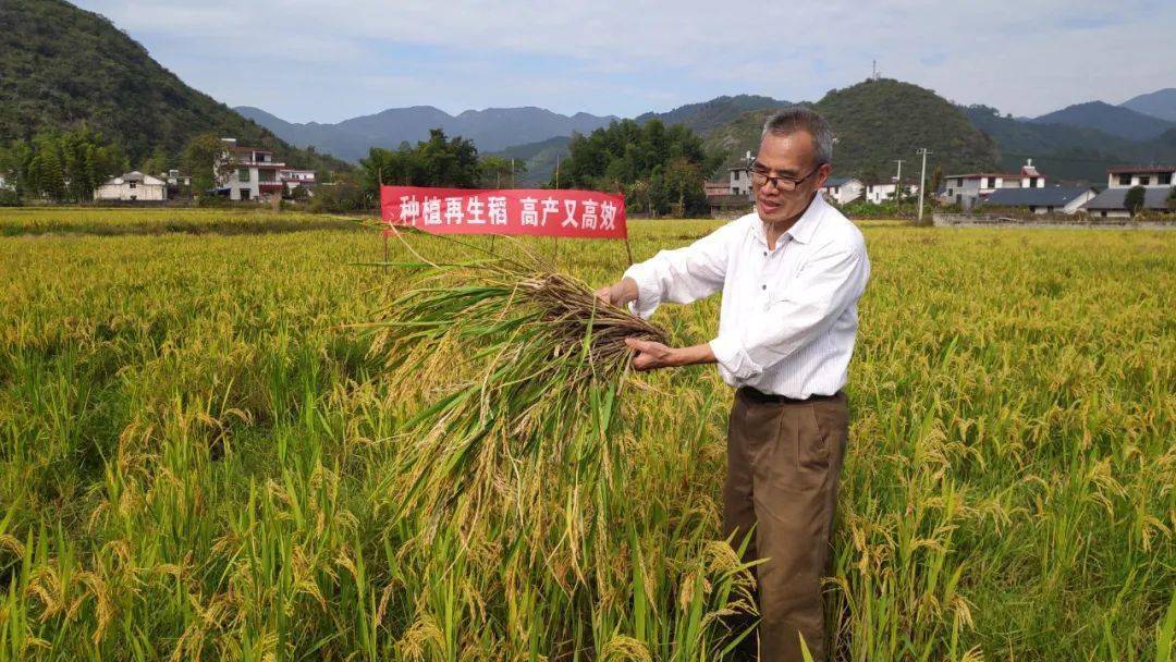 我县再生稻丰收增添农户种粮信心