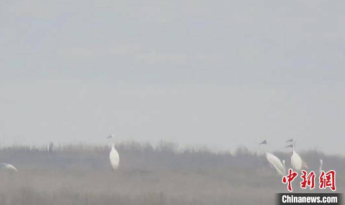 候鸟|江西“省鸟”白鹤抵达鄱阳湖越冬 为今年越冬季首次发现