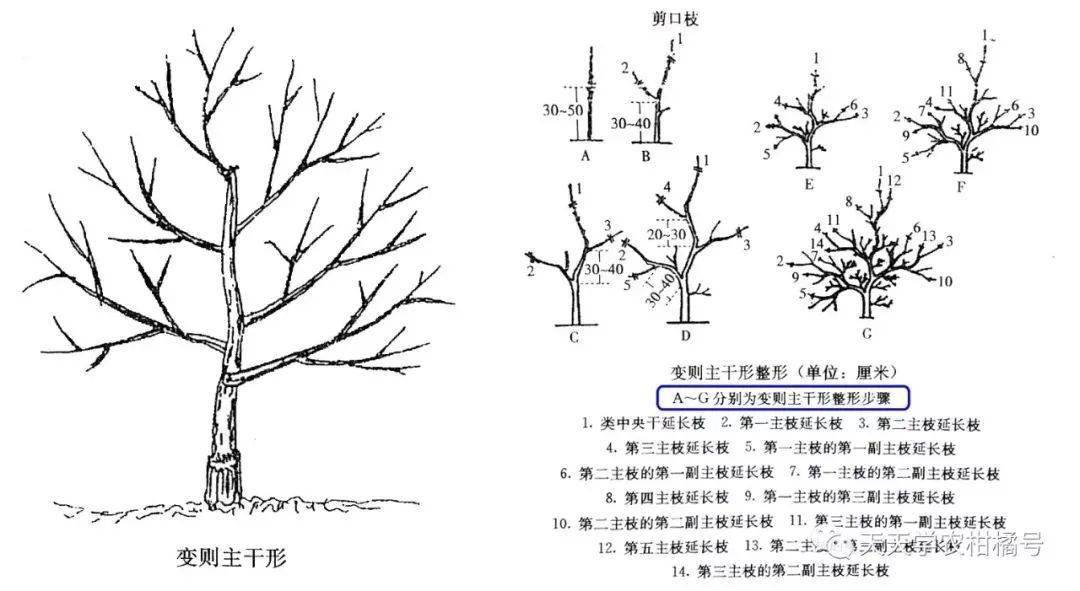 这里有柑橘全年修剪方法