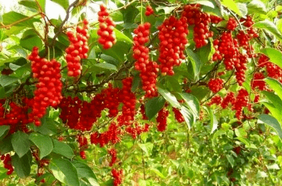 硒芽五梅富含硒元素和五味子,双重护肝.