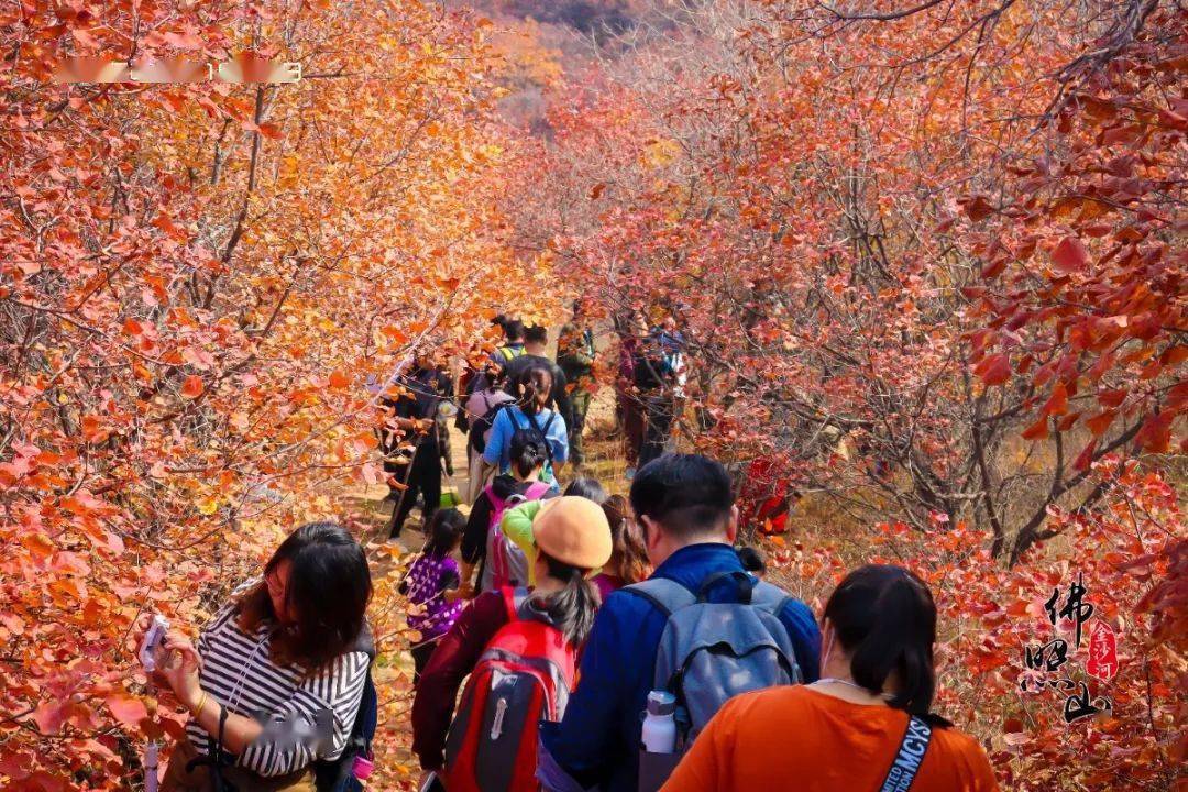 红叶节一起打卡佛照山!_沙河