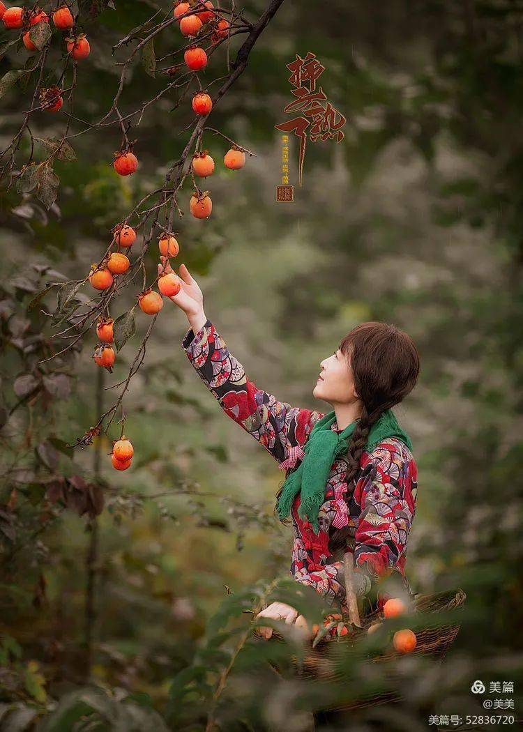 太美荥阳柿子红了