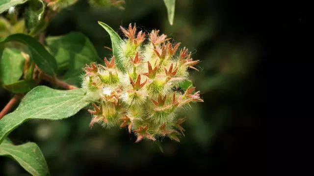 每日植物 猬实 kolkwitzia amabilis_钟形